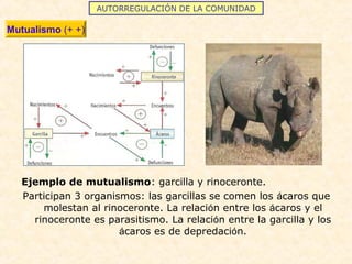 AUTORREGULACIÓN DE LA COMUNIDAD
Mutualismo (+ +)
Ejemplo de mutualismo: garcilla y rinoceronte.
Participan 3 organismos: las garcillas se comen los ácaros que
molestan al rinoceronte. La relación entre los ácaros y el
rinoceronte es parasitismo. La relación entre la garcilla y los
ácaros es de depredación.
 