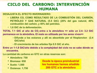 DESAJUSTA EL EFECTO INVERNADERO:
• LIBERA CO2 COMO RESULTADO DE LA COMBUSTIÓN DEL CARBÓN,
PETRÓLEO Y GAS NATURAL (5.5 GtC) (20% del gas natural, 40%
combustión del carbón, y 40% del petróleo.
• 1,6 GtC de la deforestación.
TOTAL 7.1 GtC al año de CO2 entra a la atmósfera => sólo un 2.4- 3.2 GtC
permanece en la atmósfera. El resto es utilizado por los seres vivos=>
– Difunde a los océanos y allí es absorbido por el fitoplancton (2.4
GtC/año)
– El crecimiento de los arboles fija 0.5 GtC al año.
Entre un 1-1.8 GtC/año debido a la complejidad del ciclo no se sabe dónde se
encuentra.
La cantidad de carbono en GTC en otras reservas son:
 Atmósfera: 750
 Biomasa: 650
 Suelo: 1,500
 Océanos: 1,750
CICLO DEL CARBONO: INTERVENCIÓN
HUMANA
Desde la época preindustrial
los humanos hemos añadido
200 GTC a la atmósfera
 