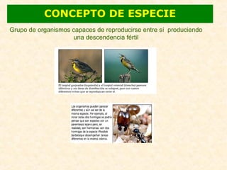 CONCEPTO DE ESPECIE
Grupo de organismos capaces de reproducirse entre sí produciendo
una descendencia fértil
 