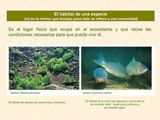 El hábitat de una especie
(no es lo mismo que biotopo pues éste se refiere a una comunidad)
Es el lugar físico que ocupa en el ecosistema y que reúne las
condiciones necesarias para que pueda vivir él .
El hábitat del abedul son zonas frías y húmedas El hábitat de la carpa son lagunas o zonas del río
de corriente débil , fondo poco profundo y
abundantes algas
 