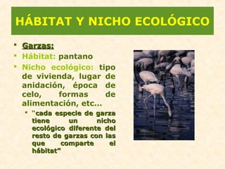 HÁBITAT Y NICHO ECOLÓGICO
 Garzas:Garzas:
 Hábitat: pantano
 Nicho ecológico: tipo
de vivienda, lugar de
anidación, época de
celo, formas de
alimentación, etc…
 “cada especie de garzacada especie de garza
tiene un nichotiene un nicho
ecológico diferente delecológico diferente del
resto de garzas con lasresto de garzas con las
que comparte elque comparte el
hábitathábitat””
 