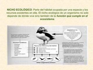 NICHO ECOLÓGICO: Parte del hábitat ocupada por una especie y los
recursos existentes en ella. El nicho ecológico de un organismo no solo
depende de dónde viva sino también de la función que cumple en el
ecosistema.
 