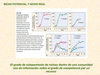 NICHO POTENCIAL Y NICHO REAL
El grado de solapamiento de nichos dentro de una comunidad
nos da información sobre el grado de competencia por un
recurso
 