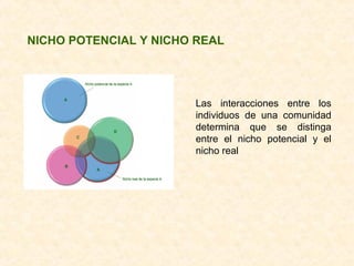 NICHO POTENCIAL Y NICHO REAL
Las interacciones entre los
individuos de una comunidad
determina que se distinga
entre el nicho potencial y el
nicho real
 