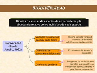 Importa tanto la variedad
como la cantidad de
individuos de cada especie
Biodiversidad
(Río de
Janeiro, 1992)
Variedad de especies
que hay en la Tierra
Diversidad de
ecosistema del planeta
Ecosistemas terrestres y
acuáticos
Diversidad genética
Los genes de los individuos
permiten la evolución, se
enriquecen por cruzamiento y
permiten su adaptación
BIODIVERSIDAD
 