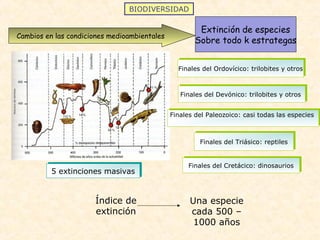 BIODIVERSIDAD
Cambios en las condiciones medioambientales
Extinción de especies
Sobre todo k estrategas
5 extinciones masivas5 extinciones masivas
Finales del Ordovícico: trilobites y otrosFinales del Ordovícico: trilobites y otros
Finales del Devónico: trilobites y otrosFinales del Devónico: trilobites y otros
Finales del Paleozoico: casi todas las especiesFinales del Paleozoico: casi todas las especies
Finales del Triásico: reptilesFinales del Triásico: reptiles
Finales del Cretácico: dinosauriosFinales del Cretácico: dinosaurios
Índice de
extinción
Una especie
cada 500 –
1000 años
 