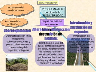 BIODIVERSIDAD
Aumento de la
población
Aumento de la
población
PROBLEMA de la
pérdida de la
BIODIVERSIDAD
Provocan
Incremento del
uso de recursos
Incremento del
uso de recursos
Cuyas causas se
resumen en
SobreexplotaciónSobreexplotación Alteración y
destrucción de
hábitats
Alteración y destrucción
de
hábitats
Deforestación con fines
madereros,
sobrepastoreo, caza y
pesca, coleccionismo y
comercio ilegal de
especies protegidas
Introducción y
sustitución de
especies
Introducción y
sustitución de
especies
Cambios en el uso del
suelo, extracción masiva
del agua, fragmentación
de hábitats naturales,
construcción de obras
públicas, contaminación
del agua y el aire, cambio
climático e incendios
Introducción de
especies foráneas y
sustitución de especies
naturales por otras
obtenidas por selección
artificial
 