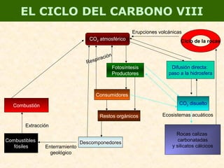 EL CICLO DEL CARBONO VIII
CO2 atmosférico
Fotosíntesis
Productores
Difusión directa:
paso a la hidrosfera
Consumidores
Respiración
Restos orgánicos
DescomponedoresCombustibles
fósiles Enterramiento
geológico
Extracción
Combustión CO2 disuelto
Ecosistemas acuáticos
Rocas calizas
carbonatadas
y silicatos cálcicos
Ciclo de la rocas
Erupciones volcánicas
 