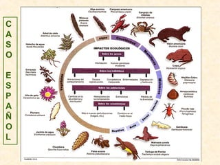 C
A
S
O
E
S
P
A
Ñ
O
L
 