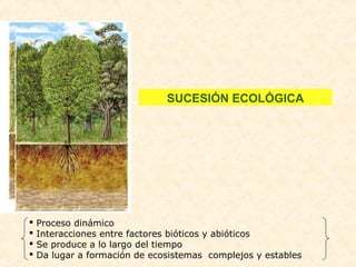  Proceso dinámico
 Interacciones entre factores bióticos y abióticos
 Se produce a lo largo del tiempo
 Da lugar a formación de ecosistemas complejos y estables
SUCESIÓN ECOLÓGICA
 