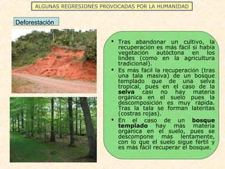 ALGUNAS REGRESIONES PROVOCADAS POR LA HUMANIDAD
Deforestación
 Tras abandonar un cultivo, la
recuperación es más fácil si había
vegetación autóctona en los
lindes (como en la agricultura
tradicional).
 Es más fácil la recuperación (tras
una tala masiva) de un bosque
templado que de una selva
tropical, pues en el caso de la
selva casi no hay materia
orgánica en el suelo pues la
descomposición es muy rápida.
Tras la tala se forman lateritas
(costras rojas).
 En el caso de un bosque
templado hay más materia
orgánica en el suelo, pues se
descompone más lentamente,
con lo que el suelo sigue fértil y
es más fácil recuperar el bosque.
 