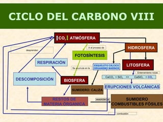 CICLO DEL CARBONO VIII
CO2 ATMÓSFERA
BIOSFERA
FOTOSÍNTESIS
RESPIRACIÓN
RESTOS DE
MATERIA ÓRGANICA
DESCOMPOSICIÓN
SUMIDERO
COMBUSTIBLES FÓSILES
ANAERÓBICAS
LITOSFERA
CaCO3 + SiO2 => CaSiO3 + CO2
ERUPCIONES VOLCÁNICAS
X el proceso de
Se acumula en la
desprenden
HIDROSFERA
Enterramiento rocas
combustión
ESQUELETO CÁLCICO
ORGANISMO MARINOS
SUMIDERO: CALIZA
 