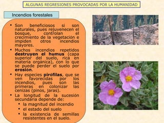 ALGUNAS REGRESIONES PROVOCADAS POR LA HUMANIDAD
Incendios forestales
 Son beneficiosos si son
naturales, pues rejuvenecen el
bosque, controlan el
crecimiento de la vegetación e
impiden otros incendios
mayores.
 Muchos incendios repetidos
destruyen el humus (capa
superior del suelo, rica en
materia orgánica), con lo que
se puede perder el suelo por
erosión.
 Hay especies pirófilas, que se
ven favorecidas por los
incendios, pues son las
primeras en colonizar las
cenizas (pinos, jaras).
 La longitud de la sucesión
secundaria depende de:
 la magnitud del incendio
 el estado del suelo
 la existencia de semillas
resistentes en el suelo.
 