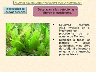 ALGUNAS REGRESIONES PROVOCADAS POR LA HUMANIDAD
Introducción de
nuevas especies
Desplazan a las autóctonas y
alteran el ecosistema.
 Caulerpa taxifolia.
Alga invasora en el
Mediterráneo
procedente de un
acuario de Mónaco.
 Desplaza a todas las
plantas y algas
autóctonas, y no sirve
de cobijo ni alimento a
ninguna otra especie,
pues es tóxica.
 