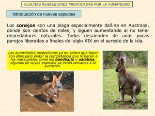 ALGUNAS REGRESIONES PROVOCADAS POR LA HUMANIDAD
Introducción de nuevas especies
Las autoridades australianas ya no saben qué hacer
con ellos para evitar la competencia que le hacen a
los marsupiales como los bandicuts y ualabíes,
algunas de cuyas especies ya están cercanas a la
extinción.
Los conejos son una plaga especialmente dañina en Australia,
donde son cientos de miles, y siguen aumentando al no tener
depredadores naturales. Todos descienden de unas pocas
parejas liberadas a finales del siglo XIX en el sureste de la isla.
 