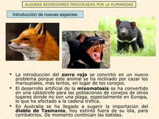 ALGUNAS REGRESIONES PROVOCADAS POR LA HUMANIDAD
 La introducción del zorro rojo se convirtió en un nuevo
problema porque este animal se ha inclinado por cazar los
marsupiales, más lentos, en lugar de los conejos.
 El desarrollo artificial de la mixomatosis se ha convertido
en una catástrofe para las poblaciones de conejos de otros
lugares donde no son una plaga, especialmente en Europa,
lo que ha afectado a la cadena trófica.
 En Australia se ha llegado a sugerir la importación del
diablo de Tasmania, hoy extinto fuera de su isla, para
combatirlos. De momento continúan las batidas.
Introducción de nuevas especies
 