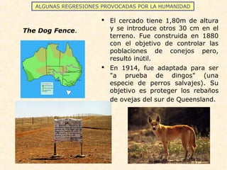 ALGUNAS REGRESIONES PROVOCADAS POR LA HUMANIDAD
 El cercado tiene 1,80m de altura
y se introduce otros 30 cm en el
terreno. Fue construida en 1880
con el objetivo de controlar las
poblaciones de conejos pero,
resultó inútil.
 En 1914, fue adaptada para ser
"a prueba de dingos" (una
especie de perros salvajes). Su
objetivo es proteger los rebaños
de ovejas del sur de Queensland.
The Dog Fence.
 