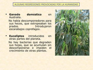 ALGUNAS REGRESIONES PROVOCADAS POR LA HUMANIDAD
 Ganado doméstico en
Australia.
No había descomponedores para
sus heces, que estropeaban los
prados. Introdujeron
escarabajos coprófagos.
 Eucaliptos introducidos en
otras partes del planeta.
No hay bacterias que degraden
sus hojas, que se acumulan sin
descomponerse e impiden el
crecimiento de otras plantas.
 