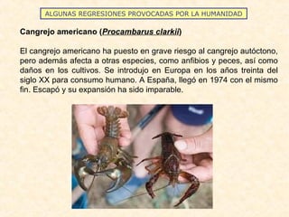 ALGUNAS REGRESIONES PROVOCADAS POR LA HUMANIDAD
Cangrejo americano (Procambarus clarkii)
El cangrejo americano ha puesto en grave riesgo al cangrejo autóctono,
pero además afecta a otras especies, como anfibios y peces, así como
daños en los cultivos. Se introdujo en Europa en los años treinta del
siglo XX para consumo humano. A España, llegó en 1974 con el mismo
fin. Escapó y su expansión ha sido imparable.
 