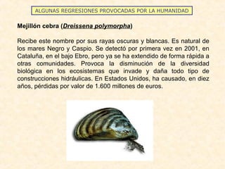 ALGUNAS REGRESIONES PROVOCADAS POR LA HUMANIDAD
Mejillón cebra (Dreissena polymorpha)
Recibe este nombre por sus rayas oscuras y blancas. Es natural de
los mares Negro y Caspio. Se detectó por primera vez en 2001, en
Cataluña, en el bajo Ebro, pero ya se ha extendido de forma rápida a
otras comunidades. Provoca la disminución de la diversidad
biológica en los ecosistemas que invade y daña todo tipo de
construcciones hidráulicas. En Estados Unidos, ha causado, en diez
años, pérdidas por valor de 1.600 millones de euros.
 