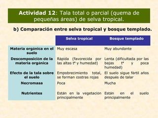 Actividad 12: Tala total o parcial (quema de
pequeñas áreas) de selva tropical.
Selva tropical Bosque templado
Materia orgánica en el
suelo
Muy escasa Muy abundante
Descomposición de la
materia orgánica
Rápida (favorecida por
las altas tª y humedad)
Lenta (dificultada por las
bajas tª y poca
humedad)
Efecto de la tala sobre
el suelo
Empobrecimiento total,
se forman costras rojas
El suelo sigue fértil años
después de talar
Necromasa Poca Mucha
Nutrientes Están en la vegetación
principalmente
Están en el suelo
principalmente
b) Comparación entre selva tropical y bosque templado.
 