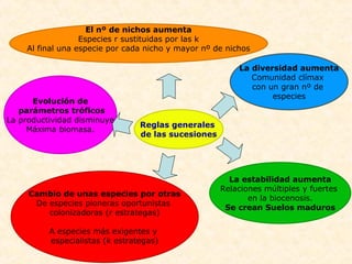 Evolución de
parámetros tróficos
La productividad disminuye
Máxima biomasa.
Reglas generales
de las sucesiones
La diversidad aumenta
Comunidad clímax
con un gran nº de
especies
La estabilidad aumenta
Relaciones múltiples y fuertes
en la biocenosis.
Se crean Suelos maduros
Cambio de unas especies por otras
De especies pioneras oportunistas
colonizadoras (r estrategas)
A especies más exigentes y
especialistas (k estrategas)
El nº de nichos aumenta
Especies r sustituidas por las k
Al final una especie por cada nicho y mayor nº de nichos
 