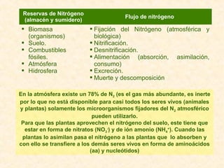 Reservas de Nitrógeno
(almacén y sumidero)
Flujo de nitrógeno
 Biomasa
(organismos)
 Suelo.
 Combustibles
fósiles.
 Atmósfera
 Hidrosfera
 Fijación del Nitrógeno (atmosférica y
biológica)
 Nitrificación.
 Desnitrificación.
 Alimentación (absorción, asimilación,
consumo)
 Excreción.
 Muerte y descomposición
En la atmósfera existe un 78% de N2 (es el gas más abundante, es inerte
por lo que no está disponible para casi todos los seres vivos (animales
y plantas) solamente los microorganismos fijadores del N2 atmosférico
pueden utilizarlo.
Para que las plantas aprovechen el nitrógeno del suelo, este tiene que
estar en forma de nitratos (NO3
-
) y de ión amonio (NH4
+
). Cuando las
plantas lo asimilan pasa el nitrógeno a las plantas que lo absorben y
con ello se transfiere a los demás seres vivos en forma de aminoácidos
(aa) y nucleótidos)
 
