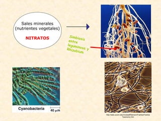 Sales minerales
(nutrientes vegetales)
NITRATOS Simbiosisentre
leguminosa yRhizobium
http://web.uconn.edu/mcbstaff/benson/Frankia/Frankia
Taxonomy.htm
 