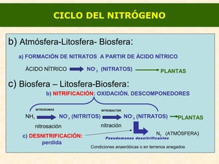 b) Atmósfera-Litosfera- Biosfera:
c) Biosfera – Litosfera-Biosfera:
NH3 NO-
2 (NITRITOS) NO-
3 (NITRATOS)
NITROSOMAS NITROBACTER
PLANTAS
b) NITRIFICACIÓN: OXIDACIÓN. DESCOMPONEDORES
ÁCIDO NÍTRICO NO-
3 (NITRATOS) PLANTAS
a) FORMACIÓN DE NITRATOS A PARTIR DE ÁCIDO NÍTRICO
CICLO DEL NITRÓGENO
nitrosación nitración
N2 (ATMÓSFERA)
Pseudomonas desnitrificantes
Condiciones anaeróbicas o en terrenos anegados
c) DESNITRIFICACIÓN:
perdida
 