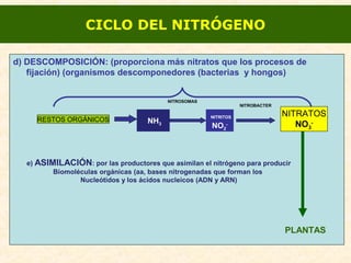 d) DESCOMPOSICIÓN: (proporciona más nitratos que los procesos de
fijación) (organismos descomponedores (bacterias y hongos)
NITROSOMAS
NITROBACTER
PLANTAS
CICLO DEL NITRÓGENO
e) ASIMILACIÓN: por las productores que asimilan el nitrógeno para producir
Biomoléculas orgánicas (aa, bases nitrogenadas que forman los
Nucleótidos y los ácidos nucleicos (ADN y ARN)
RESTOS ORGÁNICOS NH3
NITRITOS
NO2
-
NITRATOS
NO3
-
 