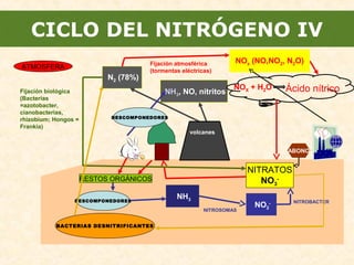 N2 (78%)
ATMOSFERA
NITROSOMAS
NITRATOS
NO3
-RESTOS ORGÁNICOS
DESCOMPONEDORES
BACTERIAS DESNITRIFICANTES
CICLO DEL NITRÓGENO IV
NH3, NO, nitritos
DESCOMPONEDORES
NOx (NO,NO2, N2O)Fijación atmosférica
(tormentas eléctricas)
NOX + H2O Ácido nítrico
volcanes
Fijación biológica
(Bacterias
=azotobacter,
cianobacterias,
rhizobium; Hongos =
Frankia)
NH3
NO2
- NITROBACTER
ABONO
 