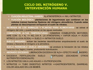 – AÑADIR NITRÓGENO AL CICLO POR:
 FIJACIÓN INDUSTRIAL (HABER): N2 ATMOSFÉRICA => NH3 + NITRATOS .
 FIJACIÓN BIOLÓGICA: plantaciones de leguminosas que contienen en los
nódulos (raíces) bacterias fijadoras del nitrógeno atmosférico. Cuando estas
plantas se descomponen enriquecen el suelo de nitratos.
– RETIRADA DE LOS ANIMALES Y PLANTAS PARA ALIMENTARSE, se extrae el
nitrógeno del ciclo, y puede terminar en las aguas residuales.
– COMBUSTIÓN ALTAS TEMPERATURAS: CÁMARAS COMBUSTIÓN MOTORES:
AIRE CON O2 + N2 => NO2 (VA A LA ATMÓSFERA) + VAPOR AGUA => ÁCIDO
NÍTRICO (LLUVIA ÁCIDA) => SUELO => NITRATOS SUELO.
– SUELO ANEGADO: actúan las bacterias desnitrificantes empobreciendo el suelo de
nitratos y liberando el nitrógeno a la atmósfera.
– SUELO PERMEABLE (SUELO ARENOSO): se produce la lixiviación de los nitratos
hacia los ríos, lagos y mares, produciendo eutrofización.
– ABONADO EXCESIVO: LIBERACIÓN EXCESIVA DE N2O=> EFECTO INVERNADERO.
 EXCESIVA FERTILIZACIÓN SUELO: FERTILIDAD (ESCASEAN OTROS
NUTRIENTES ESENCIALES)
 LOS NITRATOS VAN A LAS AGUAS => EUTROFIZACIÓN.
 NITRATOS => TUBO DIGESTIVO NITRITOS =>GASTROENTERITIS, DIARREAS,
COLOR AZULADO EN LOS BEBES.
CICLO DEL NITRÓGENO V.
INTERVENCIÓN HUMANA
 