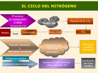 EL CICLO DEL NITRÓGENO
Procesos
de combustión
a altas
temperaturas
motores
Reacción de N2 y O2
NO2
+ vapor
de agua
Ácido nítricoLluvia ácidaNitratos Suelo
Fijación industrial
y
abonado excesivo
Liberación de
N2O a la
atmósfera
Liberación de
N2O a la
atmósfera
Potente gas
de efecto
invernadero
Fertilización excesiva
Aumenta el crecimiento vegetal
Escasez de otros nutrientes:
calcio, magnesio, etc
Eutrofización
del medio
acuático
 