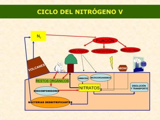 N2
FIJACIÓN
BIOLÓGICA ATMOSFÉRICA INDUSTRIAL
VOLCANES
ABONO
SIMBIOSIS MICROORGANISMOS
NITRATOS
RESTOS ORGÁNICOS
DESCOMPONEDORES
DISOLUCIÓN
Y TRANSPORTE
BACTERIAS DESNITRIFICANTES
CICLO DEL NITRÓGENO V
 