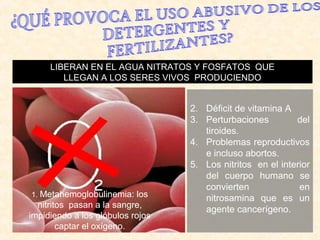 1. Metahemoglobulinemia: los
nitritos pasan a la sangre,
impidiendo a los glóbulos rojos
captar el oxígeno.
LIBERAN EN EL AGUA NITRATOS Y FOSFATOS QUELIBERAN EN EL AGUA NITRATOS Y FOSFATOS QUE
LLEGAN A LOS SERES VIVOS PRODUCIENDOLLEGAN A LOS SERES VIVOS PRODUCIENDO
2. Déficit de vitamina A
3. Perturbaciones del
tiroides.
4. Problemas reproductivos
e incluso abortos.
5. Los nitritos en el interior
del cuerpo humano se
convierten en
nitrosamina que es un
agente cancerígeno.
 