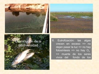 Disminución de la
biodiversidad
6. Eutrofización: las algas
crecen en exceso => no
dejan pasar la luz => no hay
fotosíntesis => no hay O2
=> muerte de los seres
vivos del fondo de los
lagos.
 