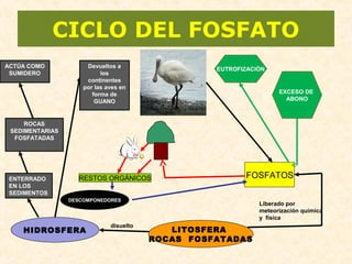 FOSFATOS-
RESTOS ORGÁNICOS
DESCOMPONEDORES
HIDROSFERA
CICLO DEL FOSFATO
EXCESO DE
ABONO
Liberado por
meteorización química
y física
disuelto
LITOSFERA
ROCAS FOSFATADAS
ENTERRADO
EN LOS
SEDIMENTOS
ROCAS
SEDIMENTARIAS
FOSFATADAS
ACTÚA COMO
SUMIDERO
Devueltos a
los
continentes
por las aves en
forma de
GUANO
EUTROFIZACIÓN
 