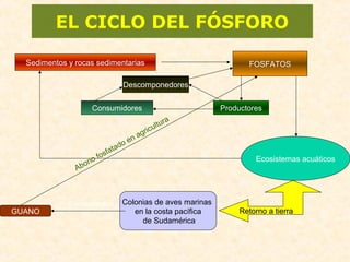 EL CICLO DEL FÓSFORO
Sedimentos y rocas sedimentarias FOSFATOS
ProductoresConsumidores
Descomponedores
Ecosistemas acuáticos
Retorno a tierra
Colonias de aves marinas
en la costa pacífica
de Sudamérica
GUANO
Excrementos
Abono fosfatado en agricultura
 