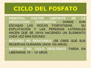 CICLO DEL FOSFATO
• PRINCIPAL FACTOR LIMITANTE DE LA
PRODUCCIÓN CONTINENTAL, DONDE SON
ESCASAS LAS ROCAS FOSFATADAS. SU
EXPLOTACIÓN Y LAS PÉRDIDAS LATERALES
HACEN QUE SE VAYA HACIENDO UN ELEMENTO
CADA VEZ MÁS ESCASO.
• RECURSO NO RENOVABLE (SE CREE QUE SUS
RESERVAS DURARÁN UNOS 100 AÑOS).
• DEPENDE DEL CICLO GEOLÓGICO TARDA EN
LIBERARSE 105
– 108
AÑOS.
 