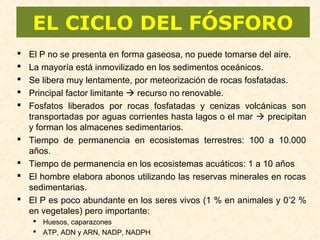 EL CICLO DEL FÓSFORO
 El P no se presenta en forma gaseosa, no puede tomarse del aire.
 La mayoría está inmovilizado en los sedimentos oceánicos.
 Se libera muy lentamente, por meteorización de rocas fosfatadas.
 Principal factor limitante  recurso no renovable.
 Fosfatos liberados por rocas fosfatadas y cenizas volcánicas son
transportadas por aguas corrientes hasta lagos o el mar  precipitan
y forman los almacenes sedimentarios.
 Tiempo de permanencia en ecosistemas terrestres: 100 a 10.000
años.
 Tiempo de permanencia en los ecosistemas acuáticos: 1 a 10 años
 El hombre elabora abonos utilizando las reservas minerales en rocas
sedimentarias.
 El P es poco abundante en los seres vivos (1 % en animales y 0’2 %
en vegetales) pero importante:
 Huesos, caparazones
 ATP, ADN y ARN, NADP, NADPH
 