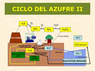 VOLCANES
H2S
SO2 SO3 H2SO4
LLUVIA ÁCIDA
SO4
2-
H2S
DESCOMPONEDORES:
TRANSFORMANTES
O2
O2 H2O
DESCOMPONEDORES:
MINERALIZADORES
LIXIVIACIÓN
SO4
2-
SULFATOS (ROCAS)
PRECIPITACIÓN
CICLO DEL AZUFRE II
Sulfuro de hierro:
pirita Carbón
petróleo
SO4
2-
H2S gaseoso
 