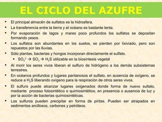 EL CICLO DEL AZUFRE
 El principal almacén de sulfatos es la hidrosfera.
 La transferencia entre la tierra y el océano es bastante lenta.
 Por evaporación de lagos y mares poco profundos los sulfatos se depositan
formando yesos.
 Los sulfatos son abundantes en los suelos, se pierden por lixiviado, pero son
repuestos por las lluvias.
 Sólo plantas, bacterias y hongos incorporan directamente el sulfato.
 SO4
2-
 SO3  H2S utilizable en la biosíntesis vegetal
 Al morir los seres vivos liberan el sulfuro de hidrógeno a los demás subsistemas
terrestres.
 En océanos profundos y lugares pantanosos el sulfato, en ausencia de oxígeno, se
reduce a H2S liberando oxígeno para la respiración de otros seres vivos.
 El sulfuro puede alcanzar lugares oxigenados donde forma de nuevo sultato,
mediante proceso fotosintético o quimiosintético, en presencia o ausencia de luz y
por la acción de bacterias quimiosintéticas.
 Los sulfuros pueden precipitar en forma de piritas. Pueden ser atrapados en
sedimentos arcillosos, carbones y petróleos.
 