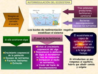 AUTORREGULACIÓN DEL ECOSISTEMA
Imagina un
ecosistema
cerrado:
el acuario
Tres eslabones:
productores,
herbívoros y
carnívoros
Bacterias
descomponedoras
reciclan los nutrientes
Los bucles de realimentación negativa
estabilizan el sistema
Si sólo existieran algas
Crecimiento exponencial
de la población
Escasez de nutrientes
Factores limitantes
Extinción
El papel de los herbívoros
Evitan el crecimiento
exponencial del alga
Rejuvenecen la población
de algas al incrementar
su tasa de renovación
Enriquecen el medio
en nutrientes,
a través del bucle de
descomponedores
El ecosistema es
capaz de
autorregularse y
permanecer en
equilibrio dinámico
a lo largo del
tiempo
Si introducimos un pez
rompemos el equilibrio,
habría que añadir comida
y oxígeno
 