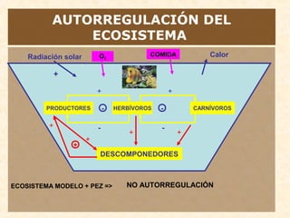 AUTORREGULACIÓN DEL
ECOSISTEMA
ECOSISTEMA MODELO + PEZ =>
HERBÍVOROS CARNÍVOROSPRODUCTORES - -
+ +
- -
CalorRadiación solar
+
DESCOMPONEDORES
+
+ +
+
+
NO AUTORREGULACIÓN
O2
COMIDA
 
