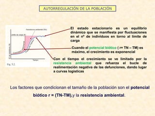 AUTORREGULACIÓN DE LA POBLACIÓN
El estado estacionario es un equilibrio
dinámico que se manifiesta por fluctuaciones
en el nº de individuos en torno al límite de
carga
Cuando el potencial biótico ( r= TN – TM) es
máximo, el crecimiento es exponencial
Con el tiempo el crecimiento se ve limitado por la
resistencia ambiental que refuerza el bucle de
realimentación negativa de las defunciones, dando lugar
a curvas logísticas
Los factores que condicionan el tamaño de la población son el potencial
biótico r = (TN-TM),y la resistencia ambiental.
 
