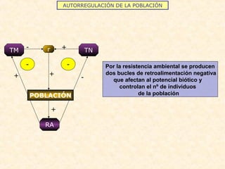 AUTORREGULACIÓN DE LA POBLACIÓN
r
+
TN+TM -
RA
+
-+
- -
POBLACIÓN
Por la resistencia ambiental se producen
dos bucles de retroalimentación negativa
que afectan al potencial biótico y
controlan el nº de individuos
de la población
 