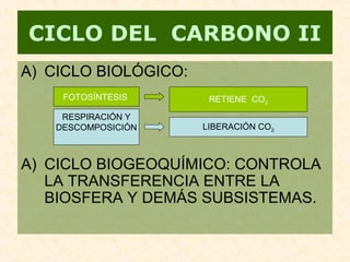 A) CICLO BIOLÓGICO:
A) CICLO BIOGEOQUÍMICO: CONTROLA
LA TRANSFERENCIA ENTRE LA
BIOSFERA Y DEMÁS SUBSISTEMAS.
CICLO DEL CARBONO II
FOTOSÍNTESIS RETIENE CO2
RESPIRACIÓN Y
DESCOMPOSICIÓN LIBERACIÓN CO2
 