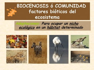 BIOCENOSIS ó COMUNIDAD
factores bióticos del
ecosistema
Adaptaciones: Para ocupar un nicho
ecológico en un hábitat determinado
 