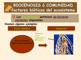 BIOCENOSIS ó COMUNIDAD
factores bióticos del ecosistema
 Las adaptaciones optimizan los factores
limitantes disponibles
Veamos algunos ejemplos:
Factor limitante Adaptación
Sales minerales
(nutrientes vegetales)
NITRATOS
Simbiosis
entre
leguminosa y
Rhizobium
 