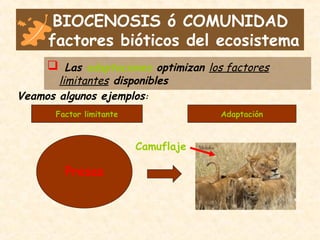 BIOCENOSIS ó COMUNIDAD
factores bióticos del ecosistema
 Las adaptaciones optimizan los factores
limitantes disponibles
Veamos algunos ejemplos:
Factor limitante Adaptación
Presas
Camuflaje
 